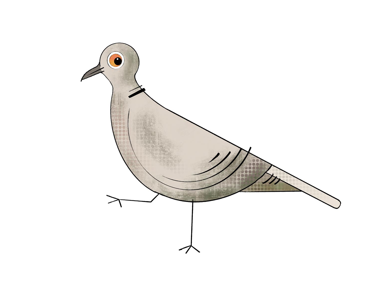 Illustration Digital Taube