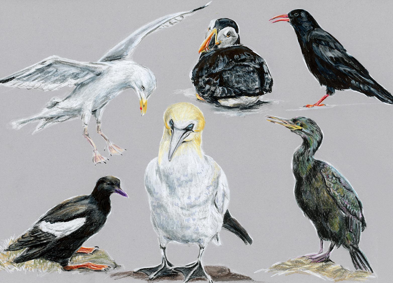 Illustration Irland Voegel